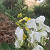 Post: #Featured flower lovers